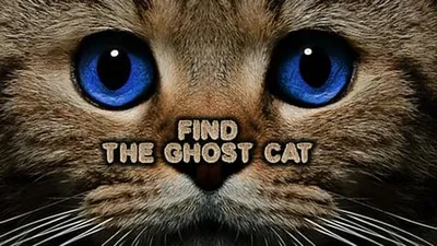 Find the Ghost Cat banner